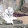 White Tiger