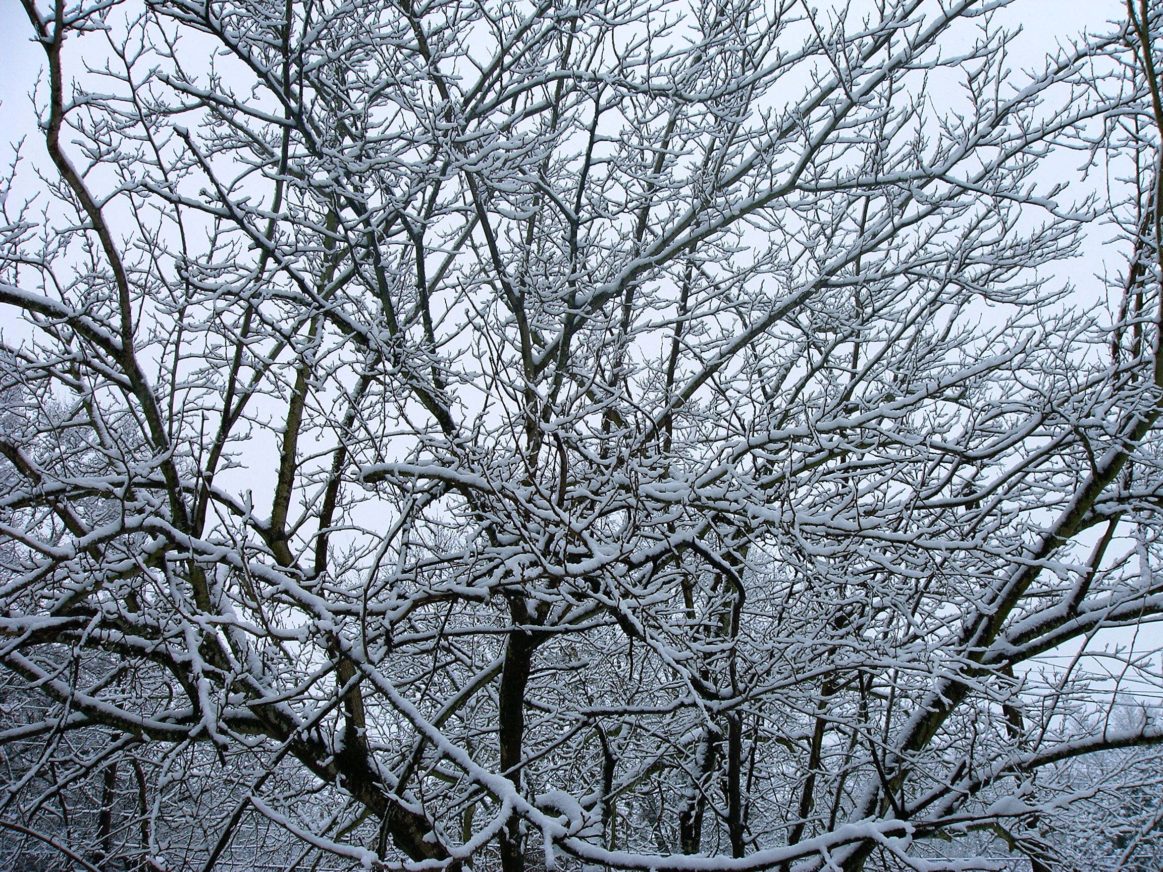 snowy tree