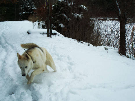 Dashing Through the Snow