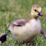 Gosling Yoga Star