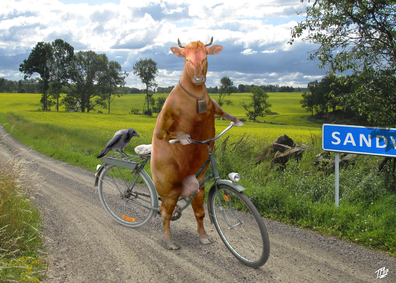 Mama Moo's bike trip by Hyde209
