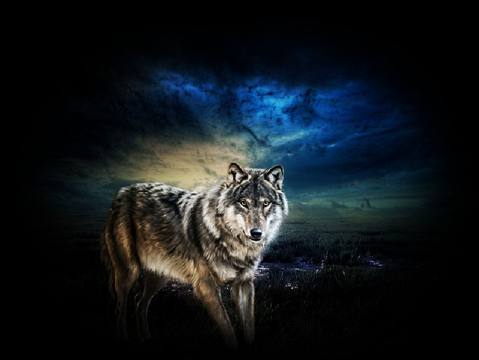 Wolf Background by Taiac on DeviantArt