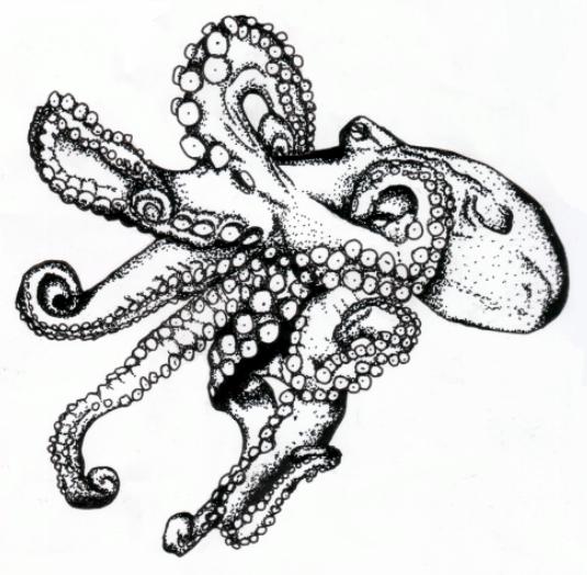 octopus