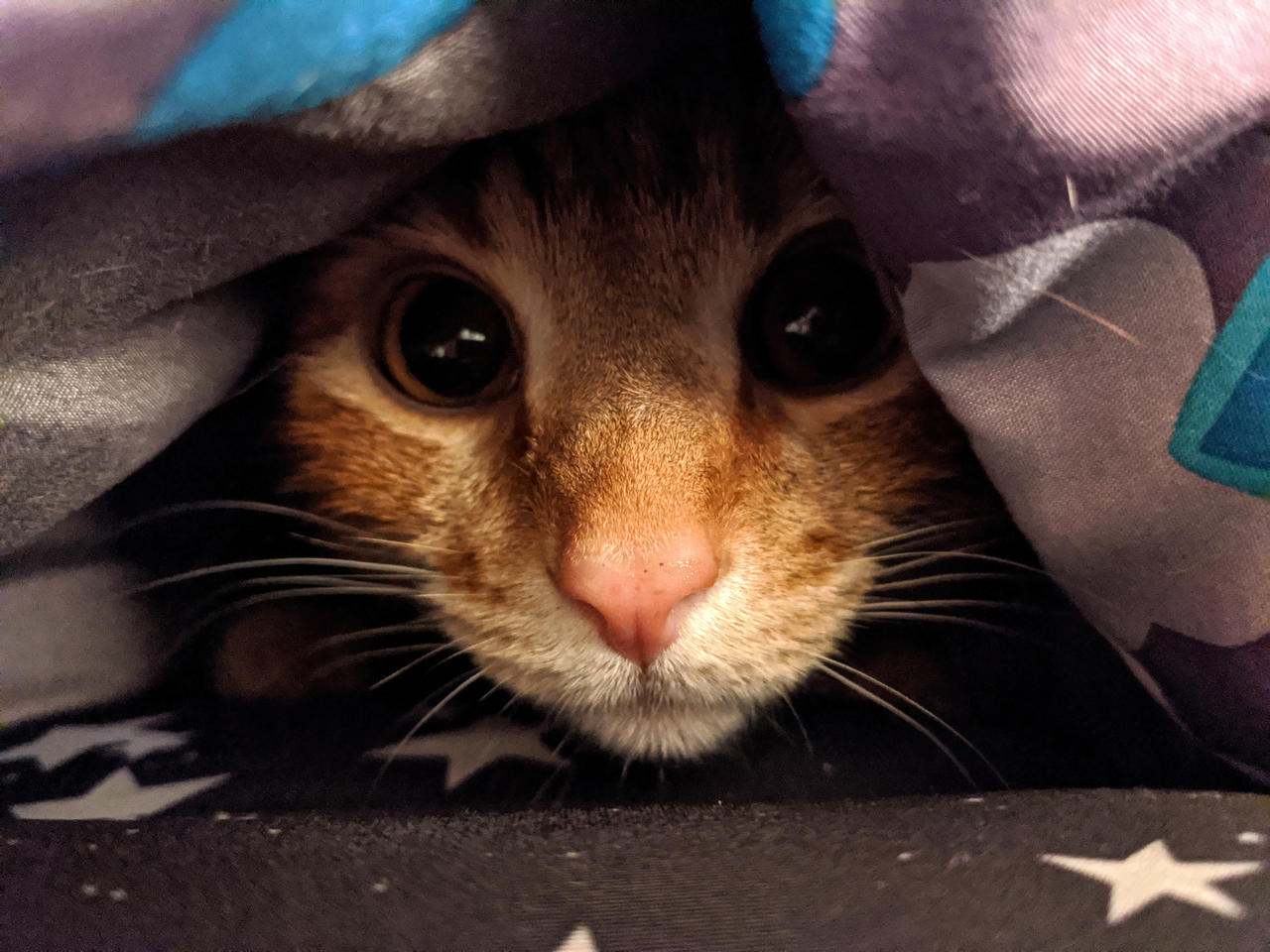 Undercover Kitten