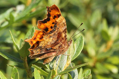 Comma