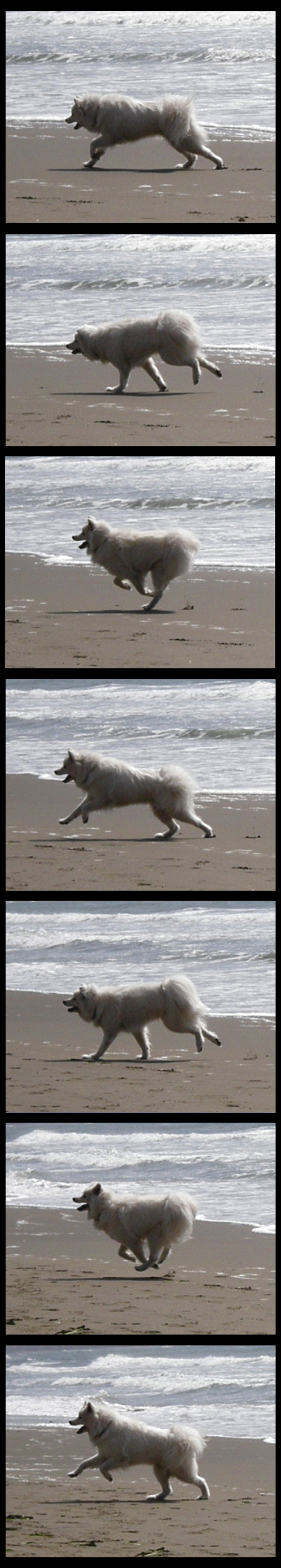 Samoyed Run Cycle