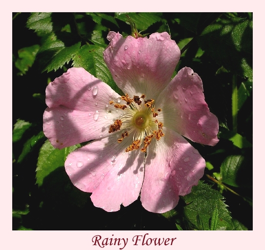 Rainy Flower