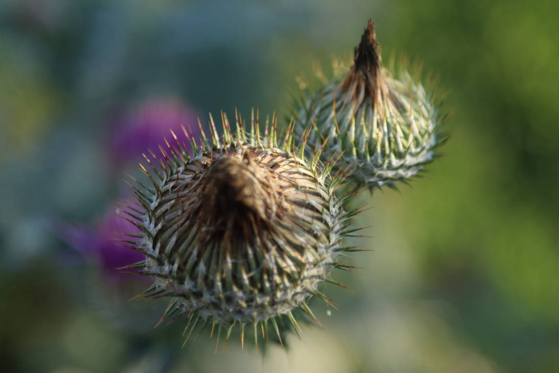Distel by PickandPay on DeviantArt