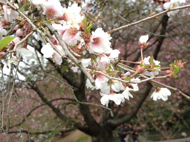 Brooklyn Botanic Garden - Single Sakura