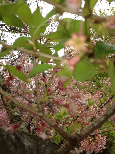 Brooklyn Botanic Garden - Nature of Green and Pink