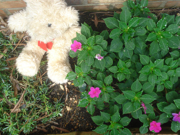 Teddy Bear in the garden