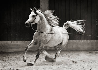 arabian horse