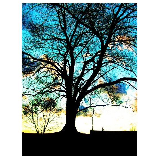 Tree Silhouette