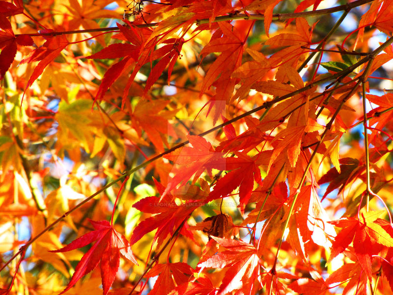 Cardinal Maple Cardinal Maple by LeonaCarolina on DeviantArt
