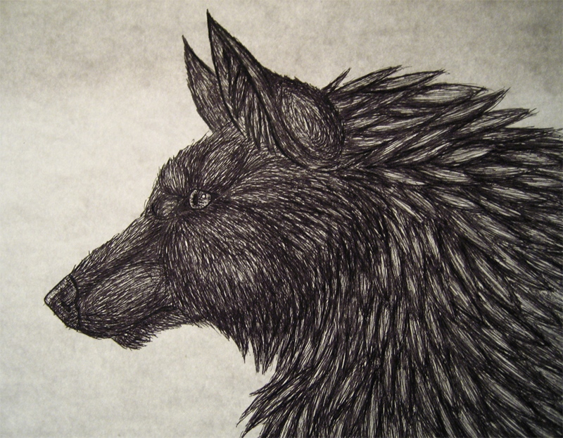 Wolf Sketch -Original-