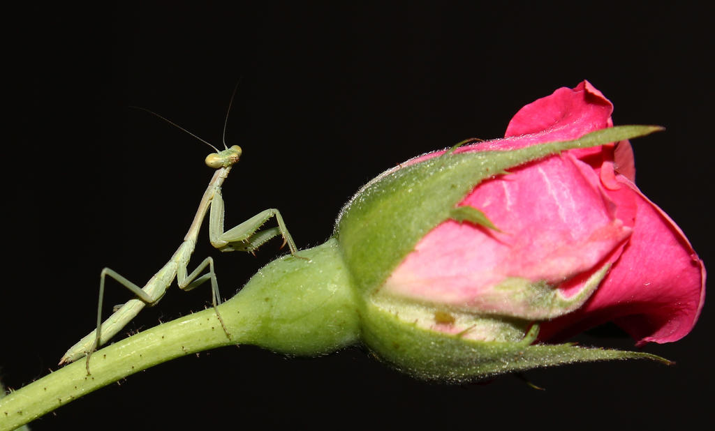 praying mantis and a rose