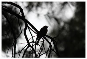 there's a bird by firxxx there's a bird by firxxx