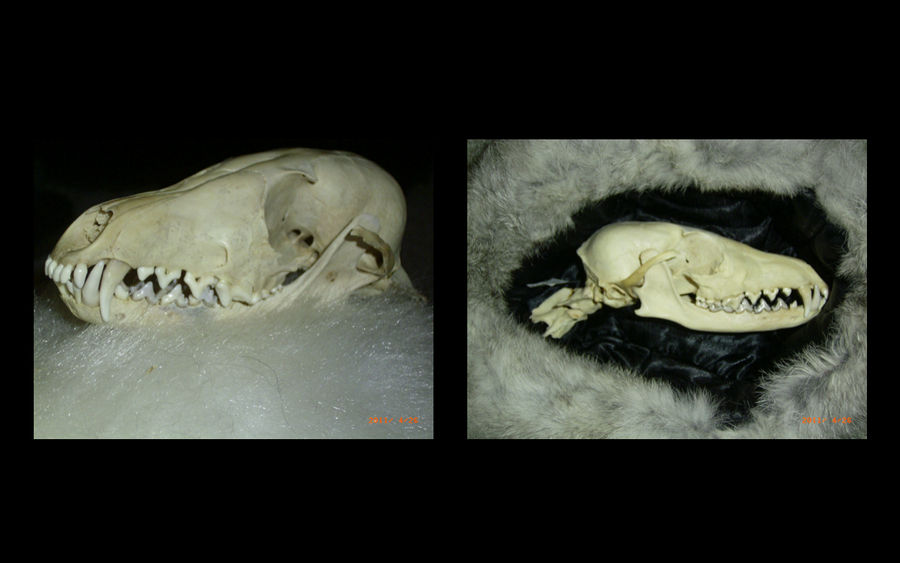 Fox Roting Skull Fox Skull - Side views by AzulaMoonWolf on DeviantArt