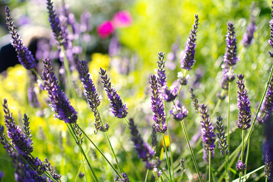 Lavande dans le jardin by AlyceFaye on DeviantArt Lavande dans le jardin by AlyceFaye on DeviantArt