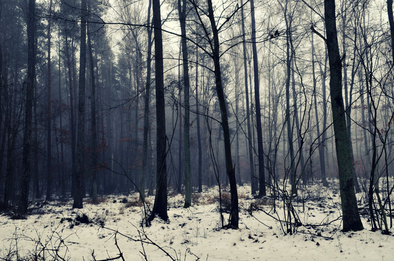 Winter forest