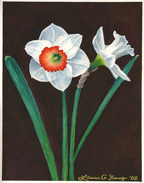 White Daffodils