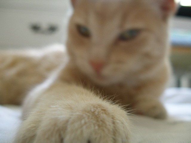 Here is mah Paw