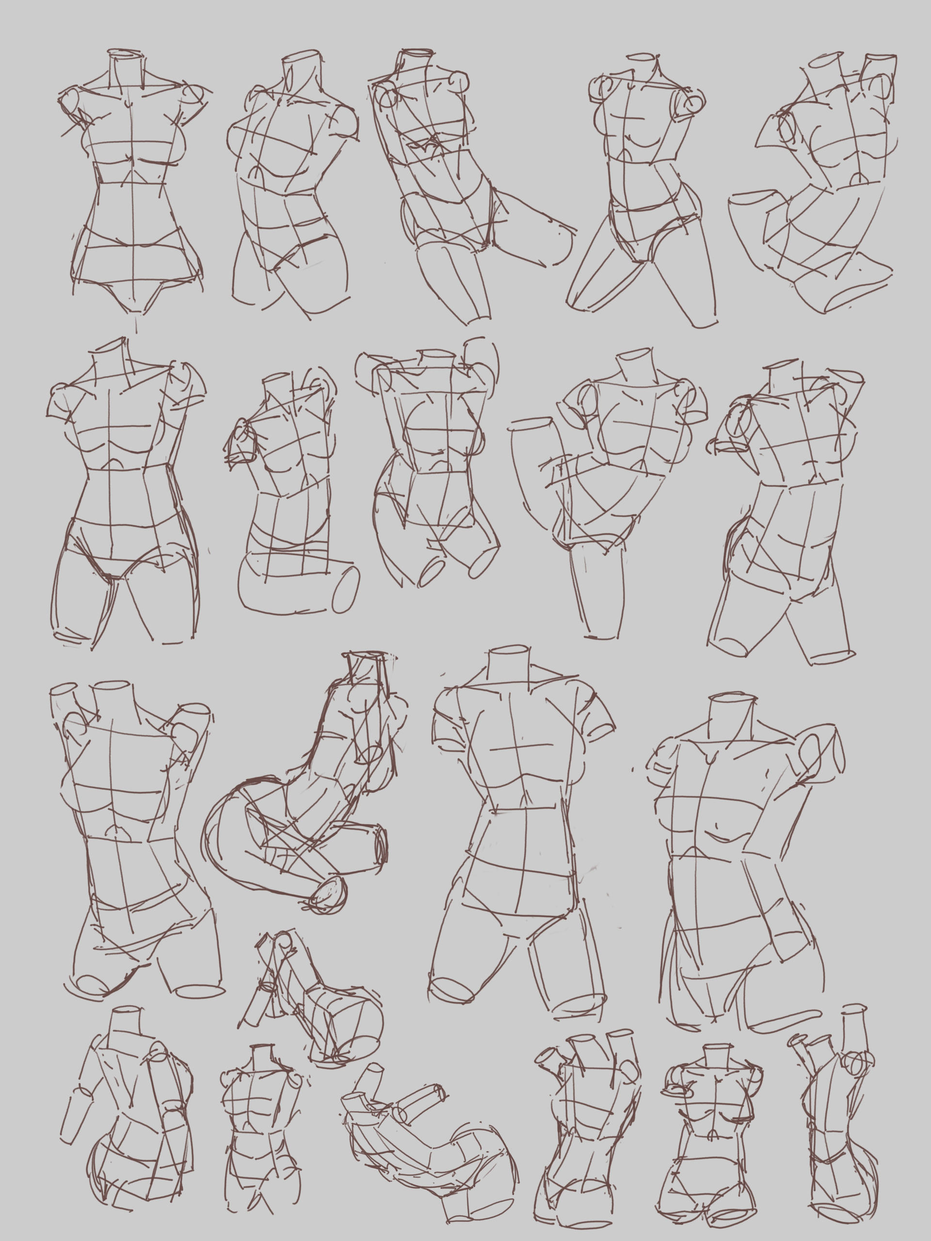 Torso Study Female Female Body Study Body Drawing Basics: A Step By Step Guide For