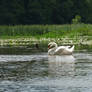 Swan 2