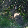 Brown hare 2