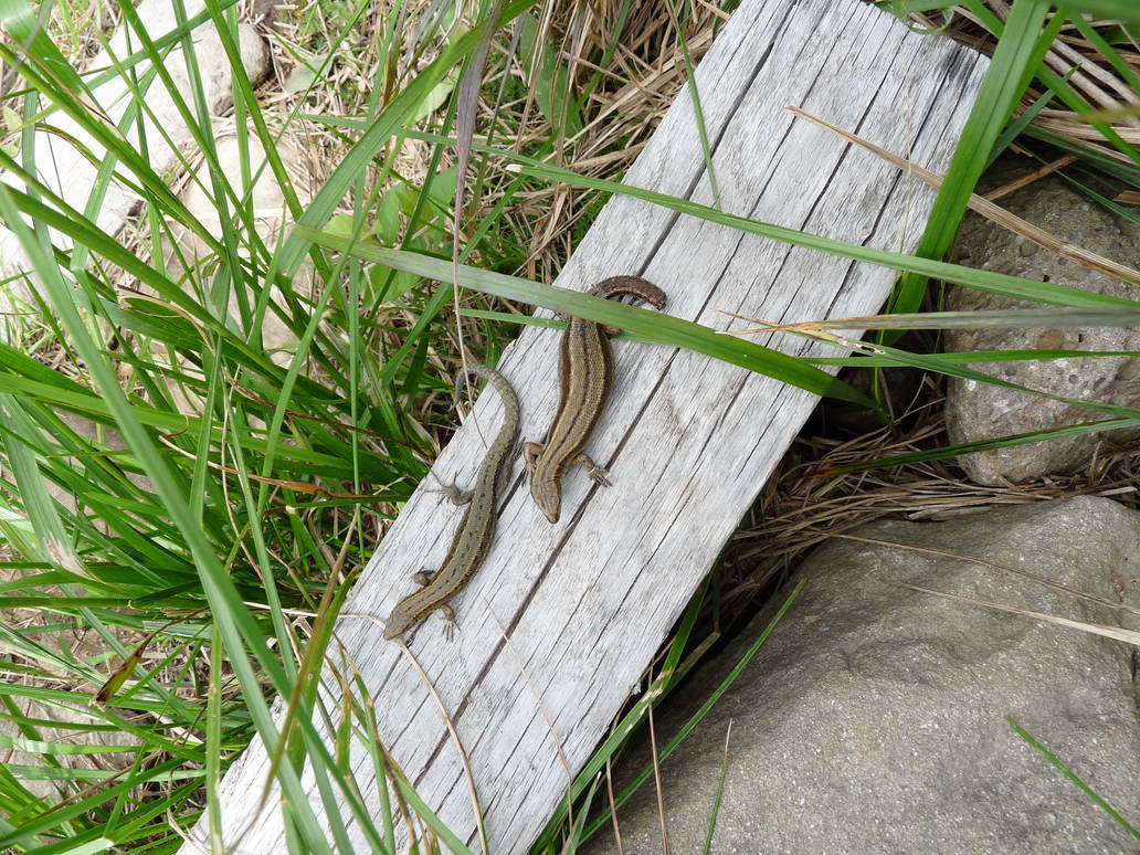 Lizards by jagoda6 on DeviantArt