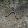 Slow worm