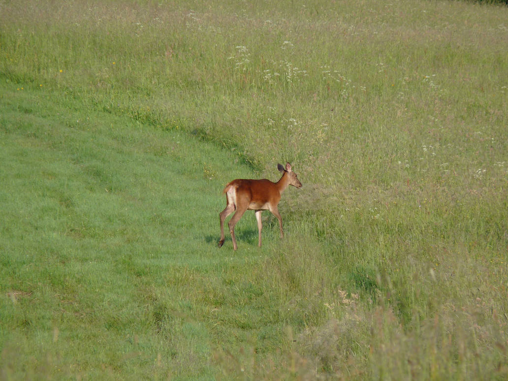 Doe 1 by jagoda6 on DeviantArt