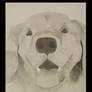 Golden Retriever Sketch