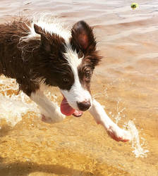 Water dog