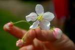 Fresh Cut Spring Flowers by listoman