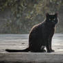 Gato negro Nikon D3200 Zaragoza 