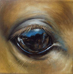 Horse Eye