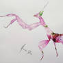 Orchid Mantis