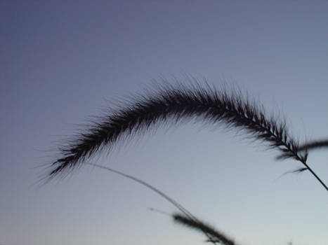 Grass Gone to Seed