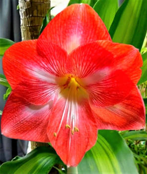 Amaryllis