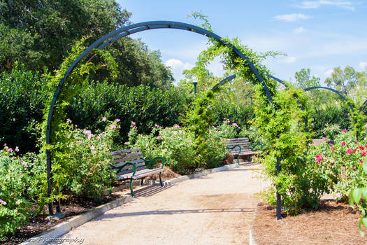 Peaceful Garden