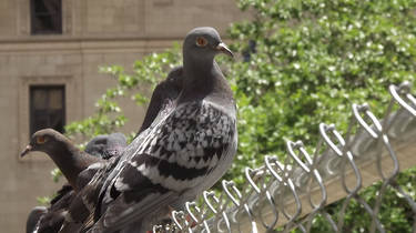 Pidgeon