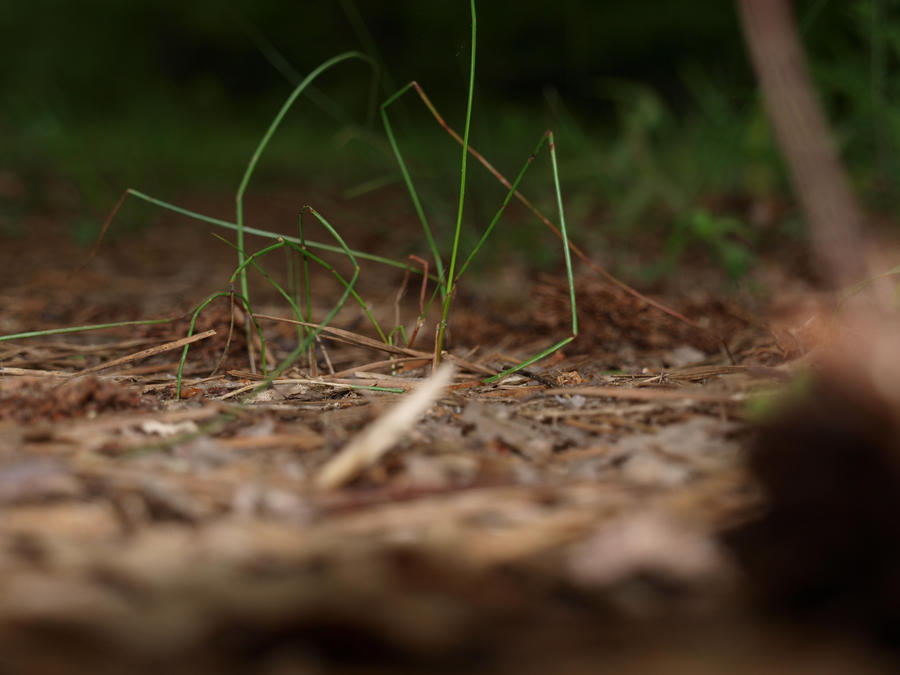 New Camera Shots- Blades of Grass