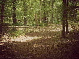 New Camera Shots- Wooded Wonderland