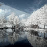 Surreal Infrared