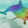 Rainbow Dolphin