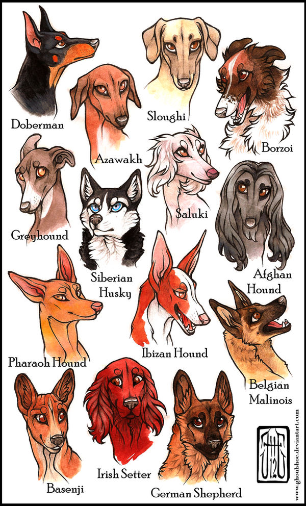My favorite dog breeds