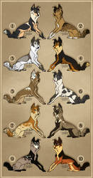 Border Collie adoptables (closed)