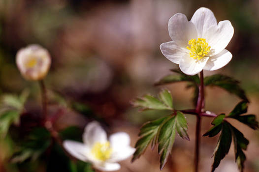 Anemone nemorosa L.