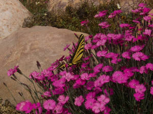 Butterfly and flowers